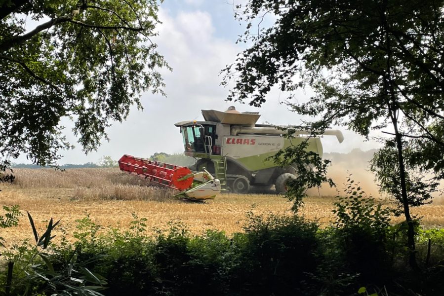 Harvest in the field to the east of the Holt woods